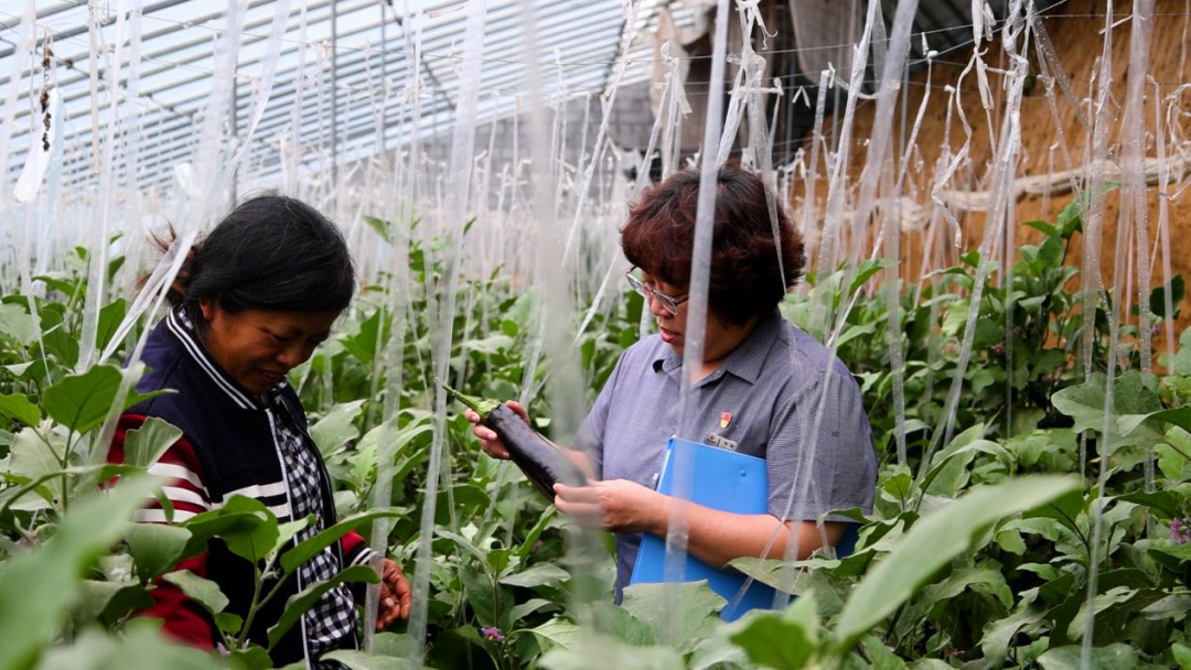 從田間到舌尖，德融酒管公司鮮蔬集采供應(yīng)鏈搭建完成